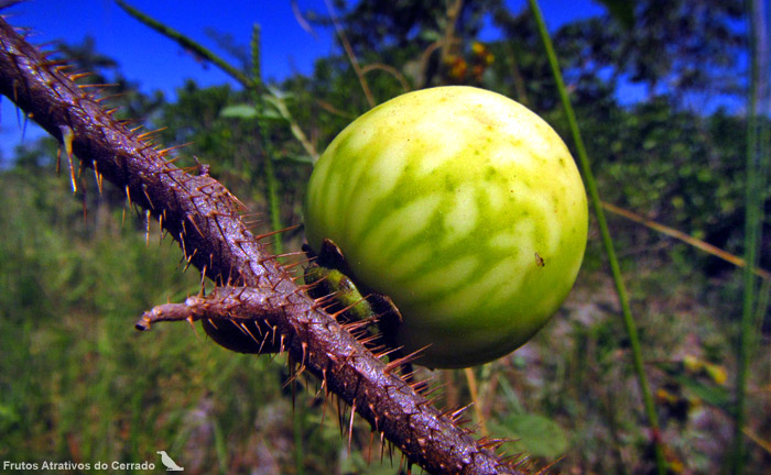 Sementes De Arrebenta Cavalo Joa Bravo Solanum Palinacanthum