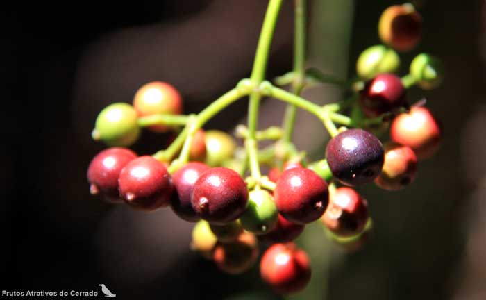 Frutos Atrativos do Cerrado - íxora-arbórea